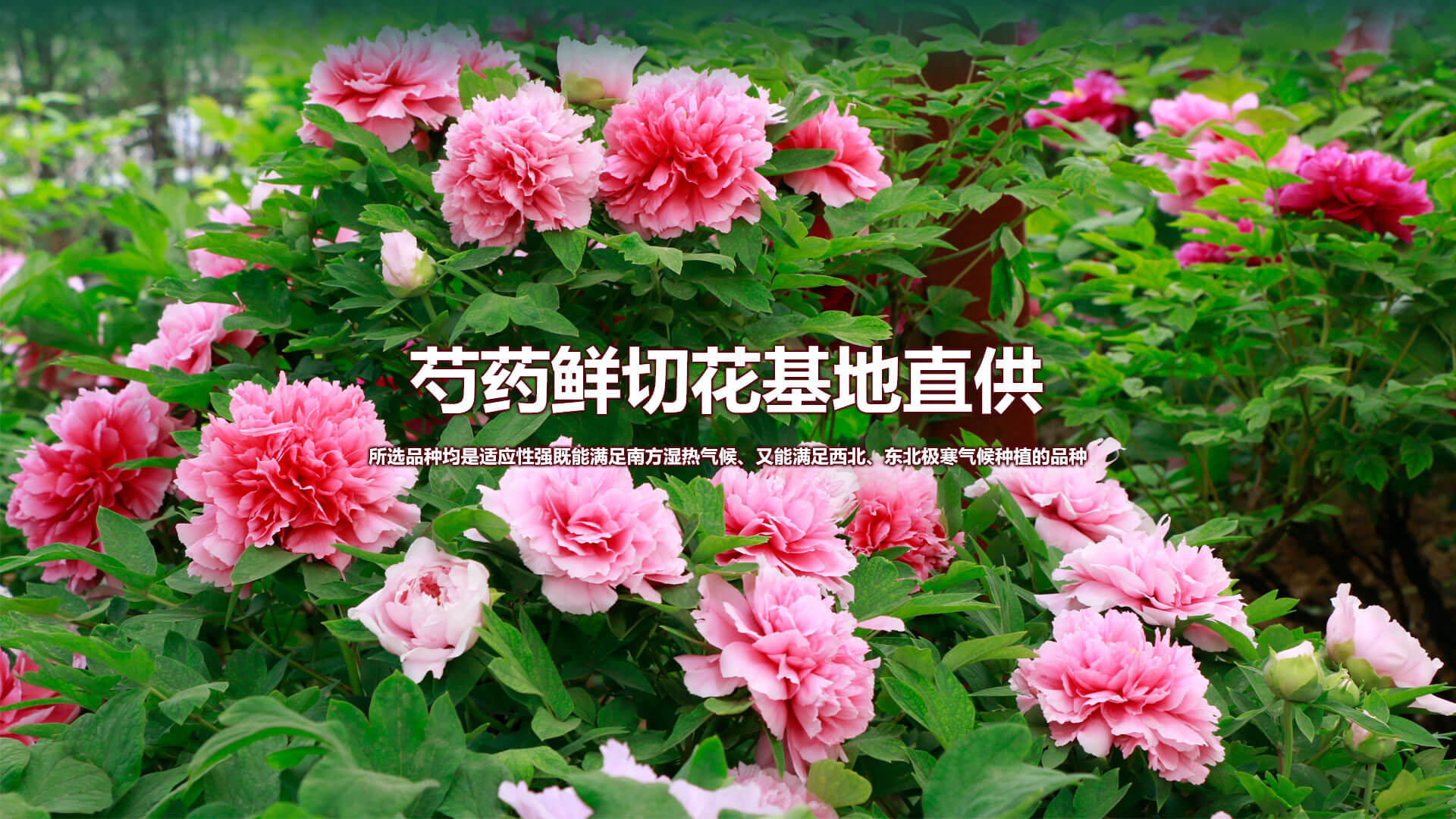 濰坊馳龍機(jī)電設(shè)備有限公司